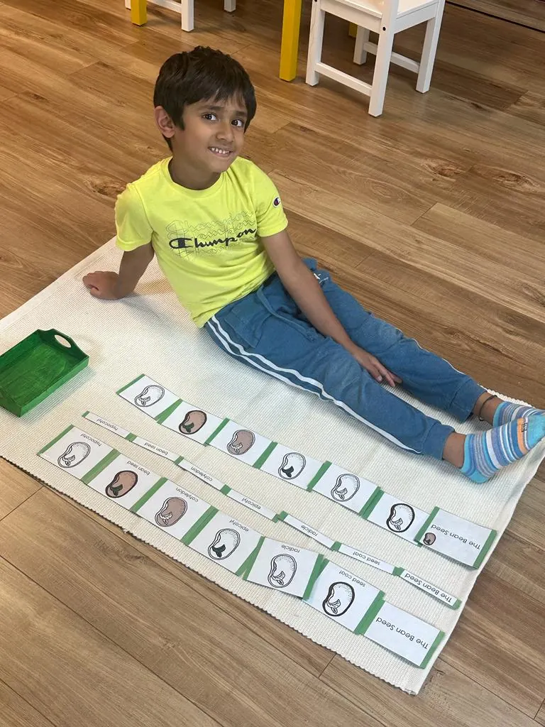 A child sequencing how a bean seed grows